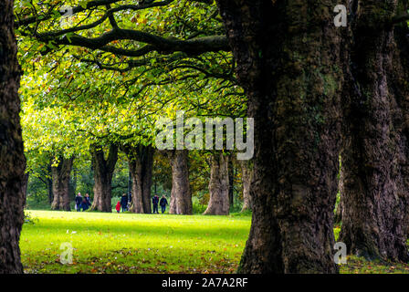 Sefton Park, personnes marchant le long d'une allée bordée de vieux arbres, Liverpool, Angleterre, Royaume-Uni Banque D'Images