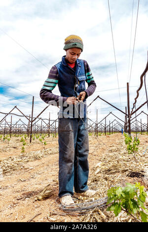 Nouveau vignoble raisin planté - culture du raisin Banque D'Images