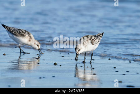 Bécasseau sanderling (Calidris alba) qui se nourrissent de plage, de la plage Cherry Hill, Nouvelle-Écosse, Canada Banque D'Images