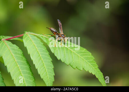 Northern Paper Wasp sur Leaf en été Banque D'Images