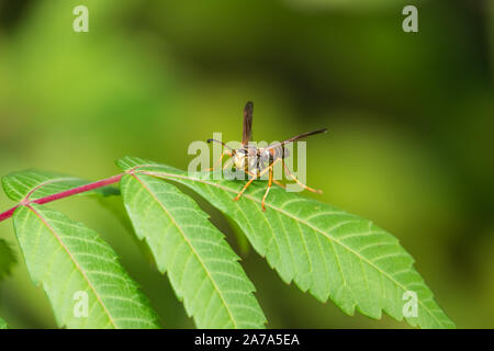 Northern Paper Wasp sur Leaf en été Banque D'Images