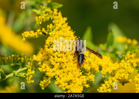 Northern Paper Wasp sur Fleurs Verge d'en été Banque D'Images