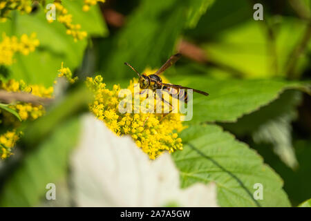 Northern Paper Wasp sur Fleurs Verge d'en été Banque D'Images