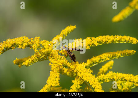 Northern Paper Wasp sur Fleurs Verge d'en été Banque D'Images