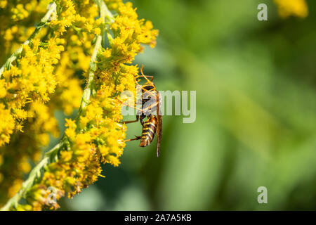 Northern Paper Wasp sur Fleurs Verge d'en été Banque D'Images