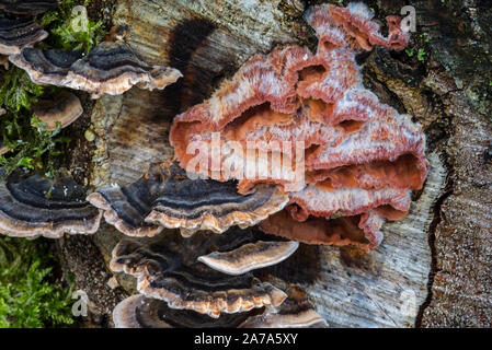Merulius tremblant / jelly rot (Phlebia tremellosa / Merulius tremellosus) et la Turquie / queue de nombreuses zones polypore (Trametes versicolor) sur souche d'arbre Banque D'Images