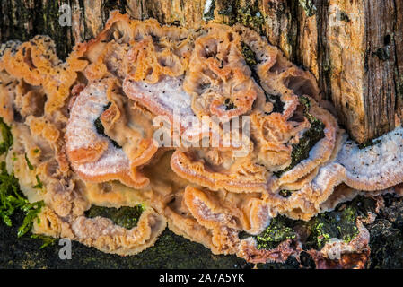 Merulius tremblant / jelly rot (Phlebia tremellosa / Merulius tremellosus), champignon de la pourriture blanche sur souche d'arbre Banque D'Images