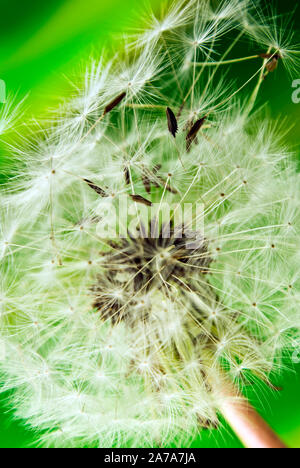 Pissenlit dans close-up avec un fond vert Banque D'Images