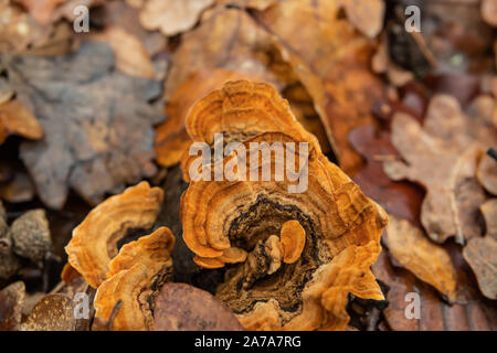 Polypore Orange croissant sur Log en hiver Banque D'Images