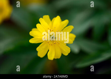 Anemone ranunculoides pleniflora jaune,anémones,fleurs,fleurs,fleurs,bois,bois,DE,ombre,ombragé,usine,ombragée floral,RM Banque D'Images