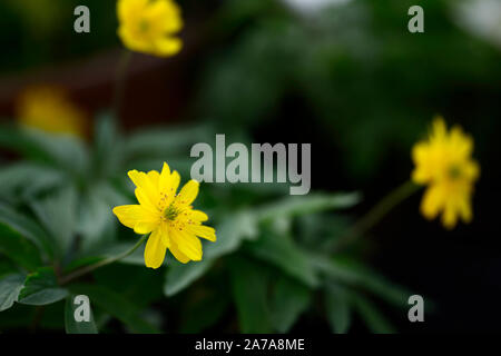 Anemone ranunculoides pleniflora jaune,anémones,fleurs,fleurs,fleurs,bois,bois,DE,ombre,ombragé,usine,ombragée floral,RM Banque D'Images