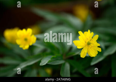 Anemone ranunculoides pleniflora jaune,anémones,fleurs,fleurs,fleurs,bois,bois,DE,ombre,ombragé,usine,ombragée floral,RM Banque D'Images