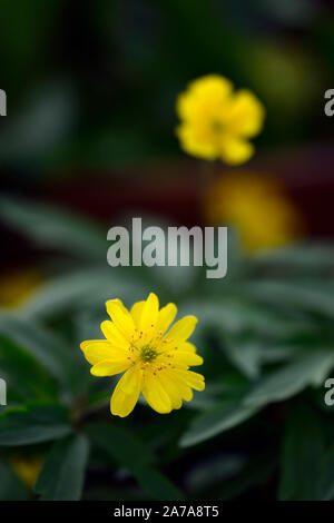 Anemone ranunculoides pleniflora jaune,anémones,fleurs,fleurs,fleurs,bois,bois,DE,ombre,ombragé,usine,ombragée floral,RM Banque D'Images