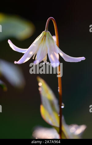 L'Erythronium sunset serenade, Dent de chien,violet,printemps,fleurs,fleurs,fleurs floral RM Banque D'Images