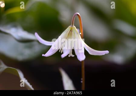 L'Erythronium sunset serenade, Dent de chien,violet,printemps,fleurs,fleurs,fleurs floral RM Banque D'Images