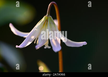 L'Erythronium sunset serenade, Dent de chien,violet,printemps,fleurs,fleurs,fleurs floral RM Banque D'Images