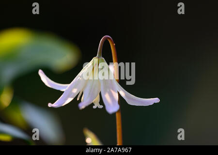 L'Erythronium sunset serenade, Dent de chien,violet,printemps,fleurs,fleurs,fleurs floral RM Banque D'Images