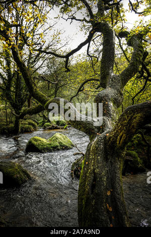 Un vieil arbre noueux Hêtre Fagus sylvatica penché au-dessus de la rivière Fowey comme il coule à travers les forêts anciennes d'Draynes à bois Golitha Falls, en Cor Banque D'Images