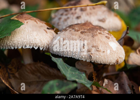 Shaggy Parasol de plus en plus de champignons à l'automne Banque D'Images