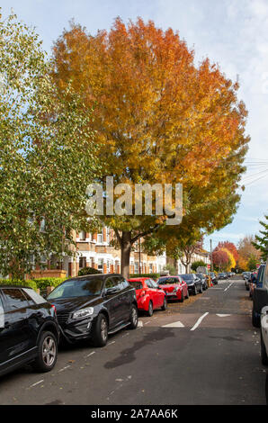 Raywood Frêne (Fraxinus angustifolia 'Raywood'), un cultivar à feuilles étroites de blancs, des cendres, des arbres urbains traverser Leytonstone, Londres E11 Banque D'Images