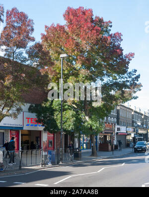 Raywood Frêne (Fraxinus angustifolia 'Raywood'), un cultivar à feuilles étroites de race blanche, de cendres d'arbres de rue, Stroud Green Road, Londres N4 Banque D'Images
