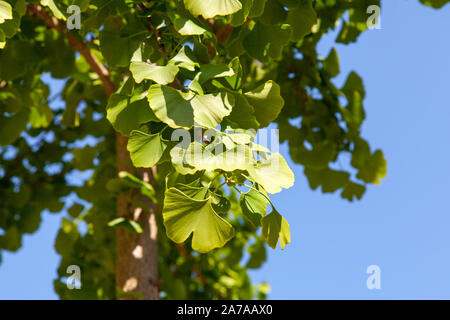 Leves d'un capillaire (Ginkgo biloba) rue arbre, Londres Banque D'Images