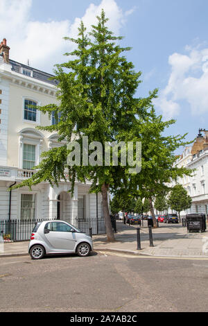 Voiture Smart garée sous une maidenhair (Ginkgo biloba) rue arbre, Pimlico, Londres SW1 Banque D'Images