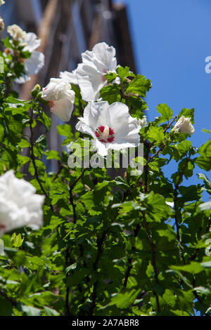 Fleurs blanches d'un arbre sur la rue resi Hibiscus Garden Walk, Shoreditch London EC1 Banque D'Images