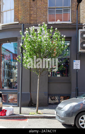 Hibiscus fleurs blanches resi street arbre sur Garden Walk, Shoreditch London EC1 Banque D'Images