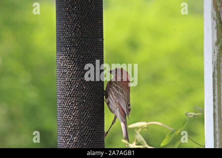 Un mâle Roselin familier de manger sur un chardon mangeoire pour oiseaux au printemps à Trevor, Wisconsin, États-Unis Banque D'Images