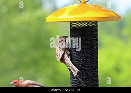 Un mâle Roselin familier de manger sur un chardon mangeoire pour oiseaux au printemps à Trevor, Wisconsin, États-Unis Banque D'Images