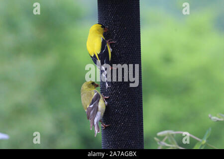 Un mâle et femelle Chardonneret chardon manger à une mangeoire pour oiseaux au printemps à Trevor, Wisconsin, États-Unis Banque D'Images