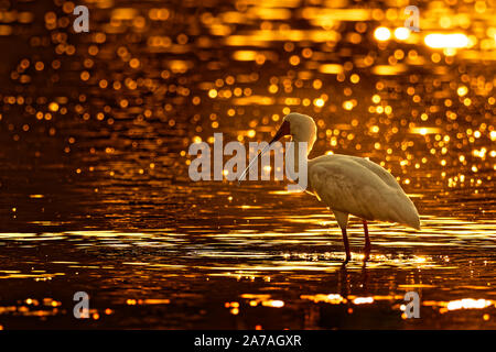 Spatule d'Afrique Platalea alba - échassier aux longues jambes de la famille des Threskiornithidae ibis et la spatule blanche. White Bird dans le bleu de l'eau, chasse, f Banque D'Images