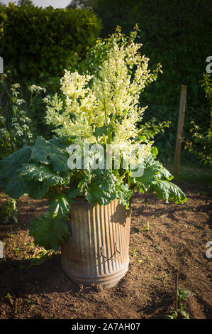 Un négligé la rhubarbe forcée va rapidement des plantes à graine dans un jardin anglais en mai Banque D'Images