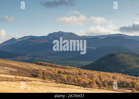 Le Silver Birches dans Glen Feardar encore conservent leurs couleurs d'automne, mais les premiers signes de neige sont visibles sur les sommets voisins et Lochnagar Banque D'Images