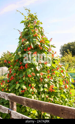 Les plantes en fleur Haricot grimpant sur un châssis wigwam sur un allotissement site. Banque D'Images