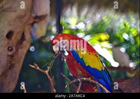 Perroquet coloré assis sur un arbre Banque D'Images