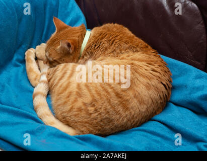 Red-haired cat allongé sur une couverture bleue et un canapé en cuir Banque D'Images