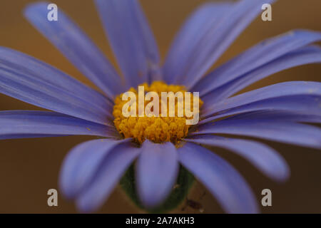 Libre d'un aster lilas natalensis fleur avec jaune orangé et les anthères dans un jardin Banque D'Images