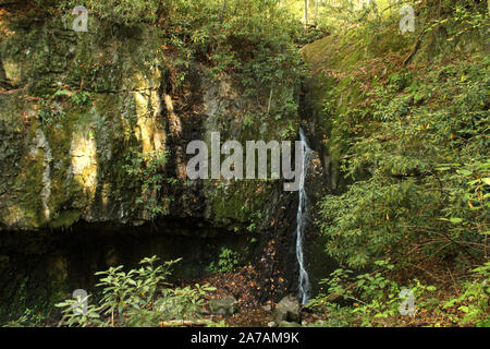 L'armature tombe dans la forêt nationale de Cherokee en Arizona, USA Banque D'Images