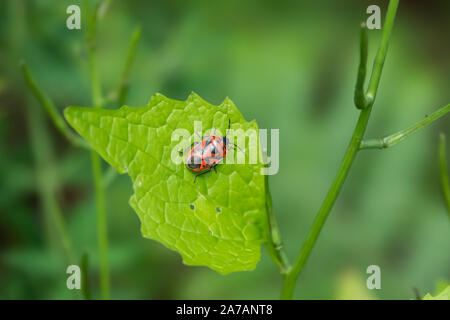 Chou rouge Bug sur feuilles au printemps Banque D'Images