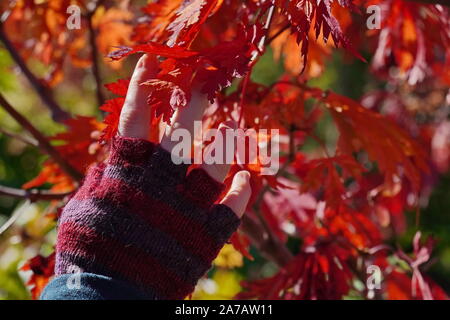 Boothbay, ME / USA - 19 octobre 2019 : le port de gants sans doigts précairement touche le feuillage automne coloré Banque D'Images