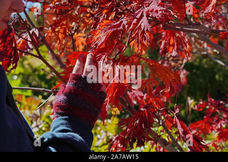 Boothbay, ME / USA - 19 octobre 2019 : le port de gants sans doigts précairement touche le feuillage automne coloré Banque D'Images