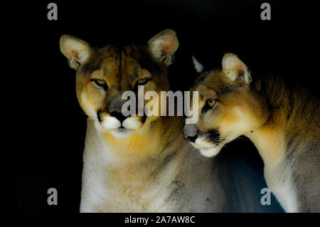 Portrait d'un Couguar captif également connu sous le nom de Puma ou panther dans un zoo en Afrique du Sud Banque D'Images