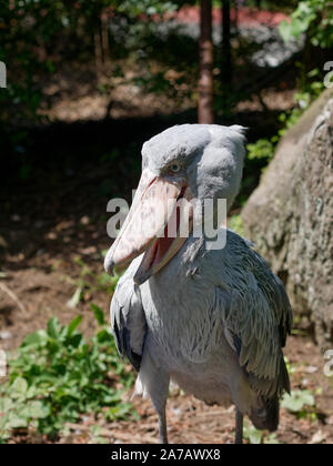 Portrait de Shoebill. Le bec-en-sabot du Nil (Balaeniceps rex) également connu sous le nom de whalehead, dirigés par des baleines stork, ou une chaussure-billed Stork. Banque D'Images