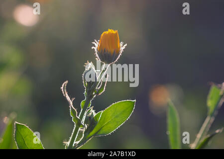 Le Calendula fleur close-up focus sélectif. La moitié-propagation calendula fleur avec des feuilles vertes sur le fond de la lumière du soleil. Les plantes médicinales en th Banque D'Images