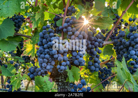 Pinot noir raisins dans une vigne près de Wiesloch, Allemagne. Le soleil brille à travers les feuilles la création d'étoiles avec de nombreuses pointes Banque D'Images