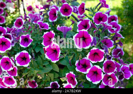 Pikoti pétunias rose foncé avec une bordure blanche sur le bord des pétales. big bush pétunia dans le jardin par jour. Banque D'Images