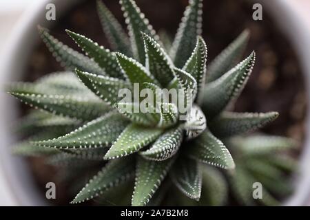 Haworthiopsis attenuata - la moule haworthia. Banque D'Images