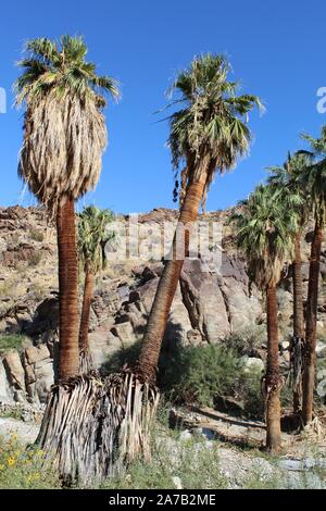 Espèces phares de Palm Canyon dans le désert du Colorado, communément que la Californie Fan Palm, et reconnu comme botaniquement Washingtonia filifera. Banque D'Images